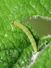 VERY Hungry Caterpillar